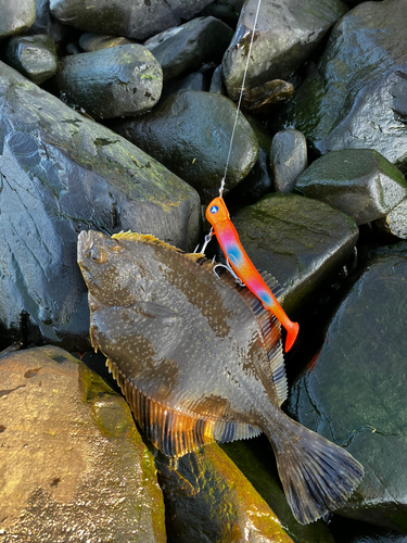 ヌマガレイの釣果