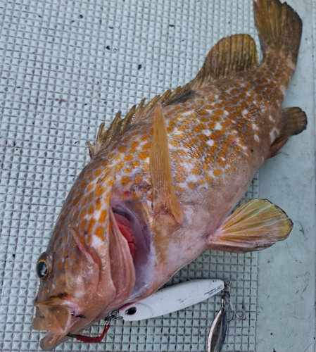 アコウの釣果