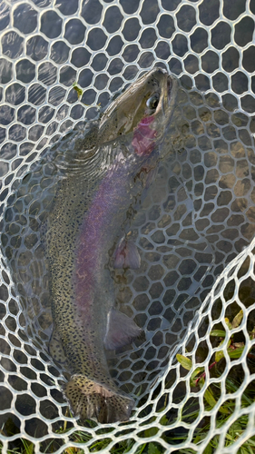 ニジマスの釣果