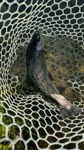 ニジマスの釣果