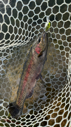 ニジマスの釣果