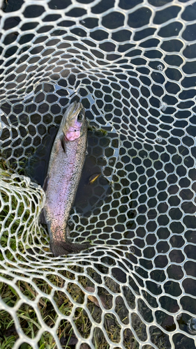 ニジマスの釣果