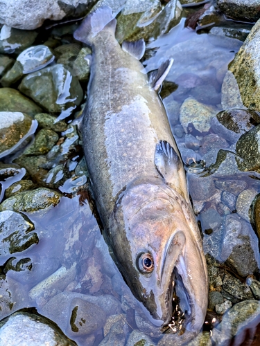 イワナの釣果