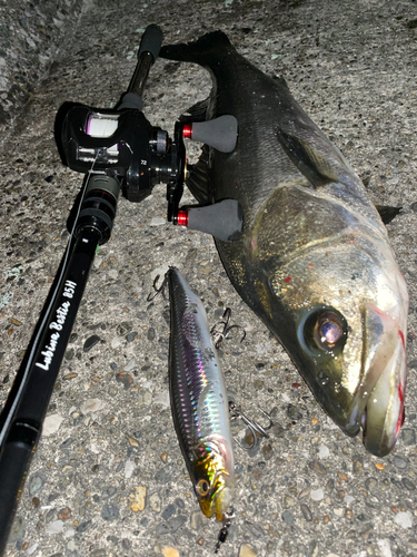 マルスズキの釣果