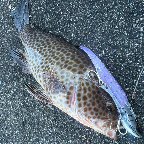 オオモンハタの釣果