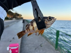 アカメバルの釣果