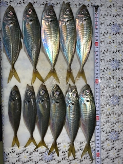 アジの釣果