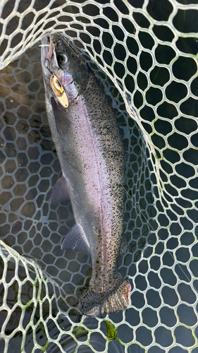 ニジマスの釣果