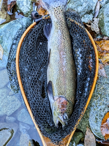 ニジマスの釣果