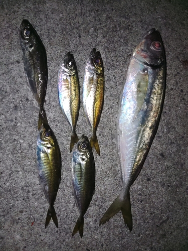 マアジの釣果