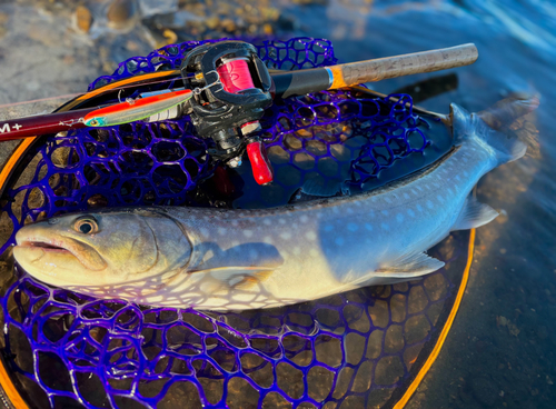 アメマスの釣果