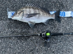 クロダイの釣果