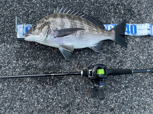 クロダイの釣果