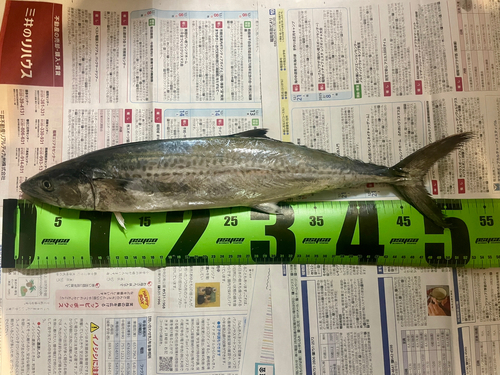 サゴシの釣果