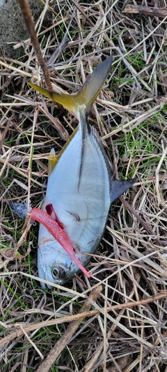 メッキの釣果