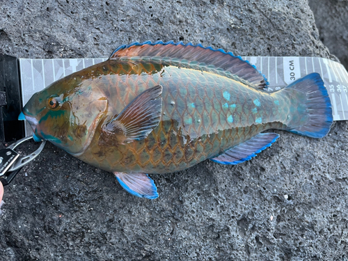 アオブダイの釣果