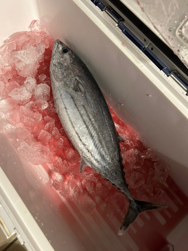 カツオの釣果