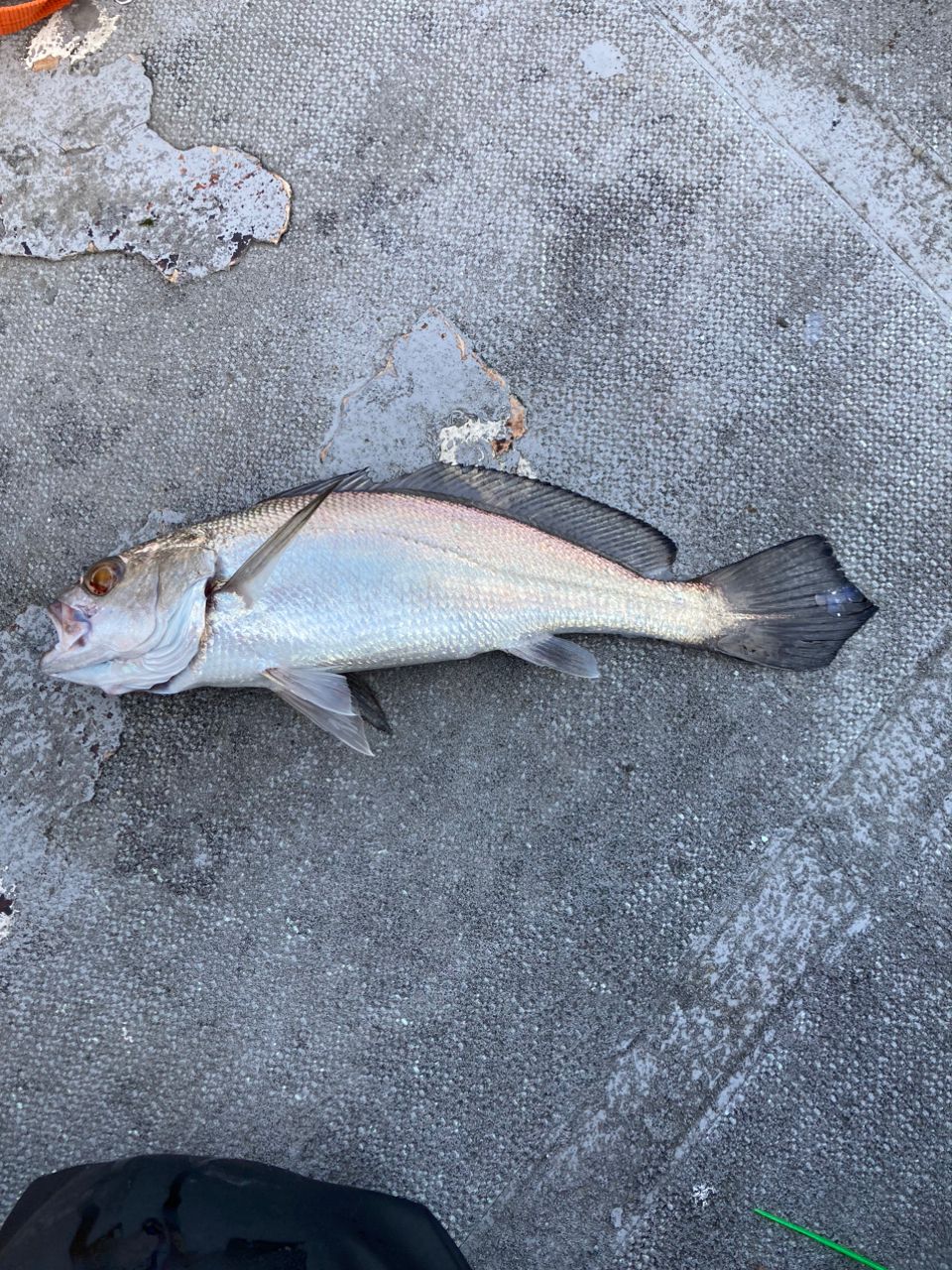 おおわしさんの釣果 2枚目の画像