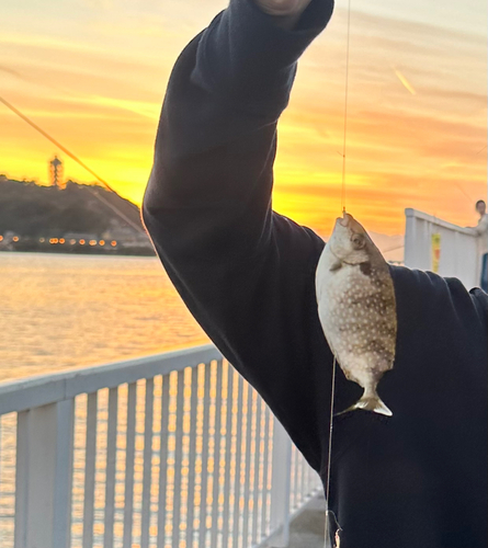 アイゴの釣果