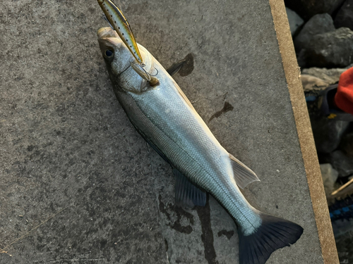 ニゴイの釣果