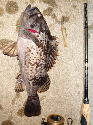 クロソイの釣果