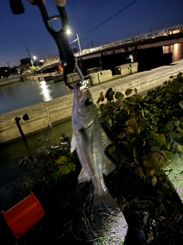 ニゴイの釣果