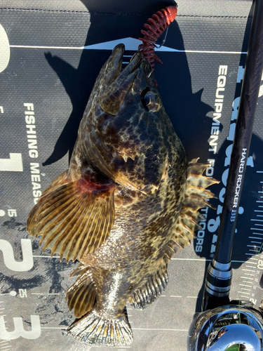 タケノコメバルの釣果