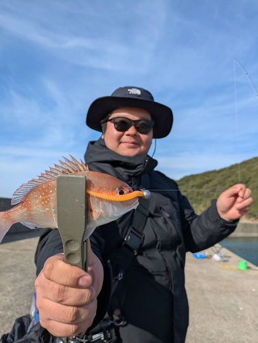 チャリコの釣果