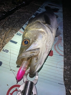 シーバスの釣果