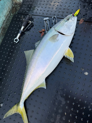 ブリの釣果