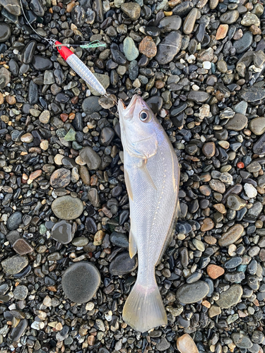 ニベの釣果