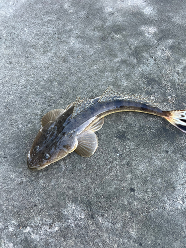 マゴチの釣果