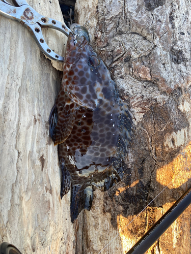 オオモンハタの釣果