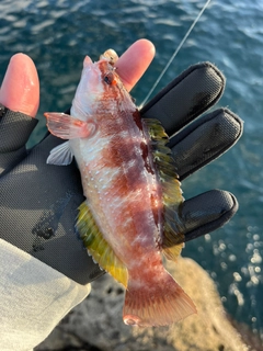 ホシササノハベラの釣果