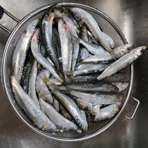 イワシの釣果