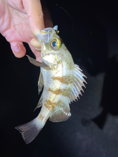 平磯海づり公園