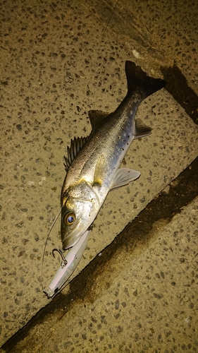 セイゴ（マルスズキ）の釣果