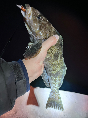 アブラコの釣果