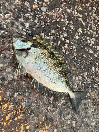 アイゴの釣果