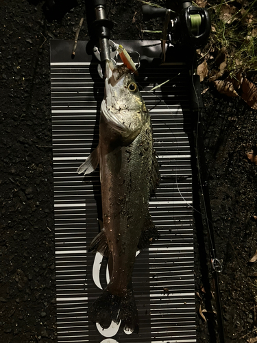 シーバスの釣果