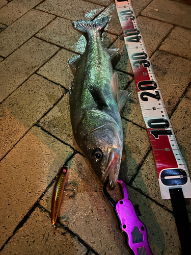 シーバスの釣果