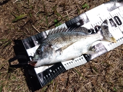 キビレの釣果