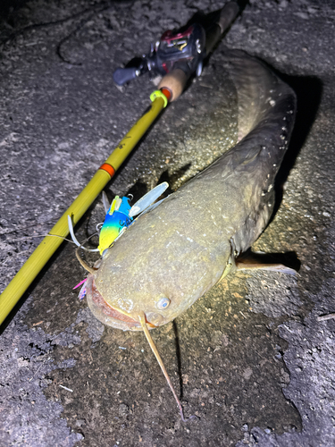 ナマズの釣果