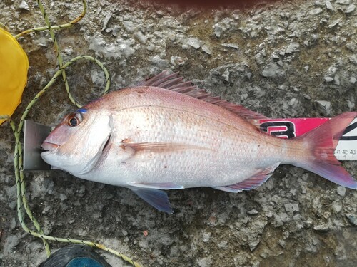 マダイの釣果