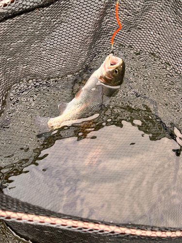 ニジマスの釣果