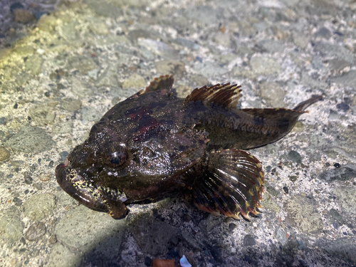 カジカの釣果