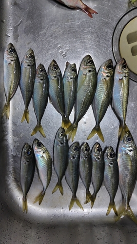 アジの釣果