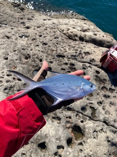 コバンアジの釣果