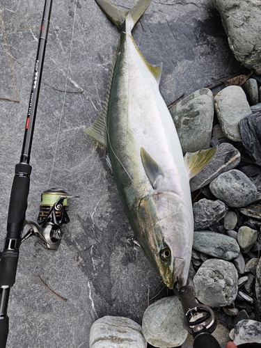 ハマチの釣果