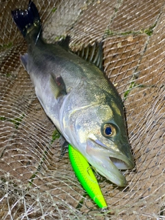 フッコ（マルスズキ）の釣果